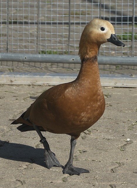 景与布莱顿